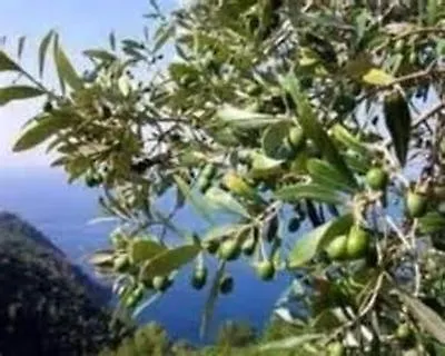 度假居 Charmantes Casa Uliveto Mit Terrasse Und Garten Diano San Pietro