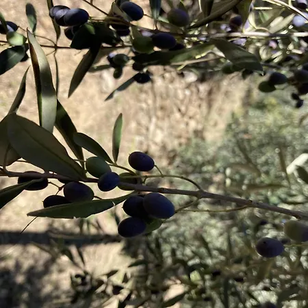 Charmantes Casa Uliveto Mit Terrasse Und Garten Vakantiehuis *