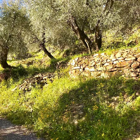 Charmantes Casa Uliveto Mit Terrasse Und Garten Holiday home