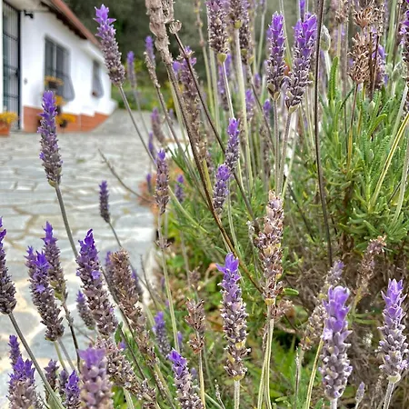 Charmantes Casa Uliveto Mit Terrasse Und Garten Vakantiehuis *