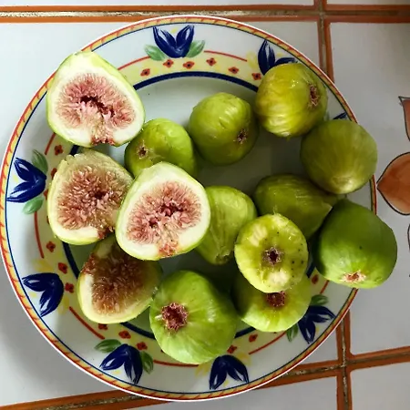 Charmantes Casa Uliveto Mit Terrasse Und Garten Vakantiehuis